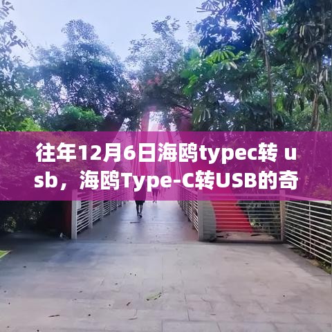 海鸥Type