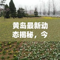 黄岛最新动态揭秘，今日新鲜视频消息速递