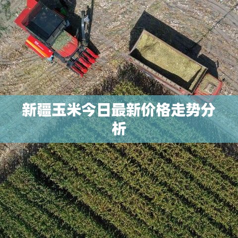 新疆玉米今日最新价格走势分析