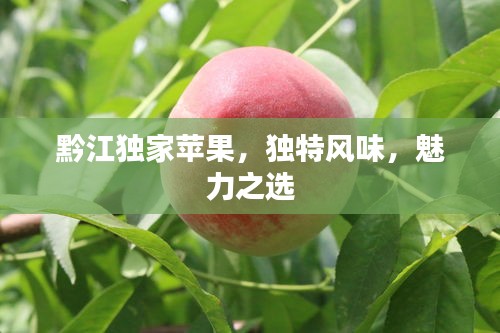 黔江独家苹果，独特风味，魅力之选
